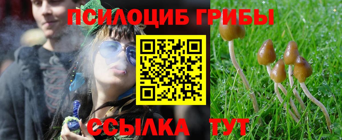 Гай  Галлюциногенные грибы Psilocybine cubensis  закладка  Вход с VPN 